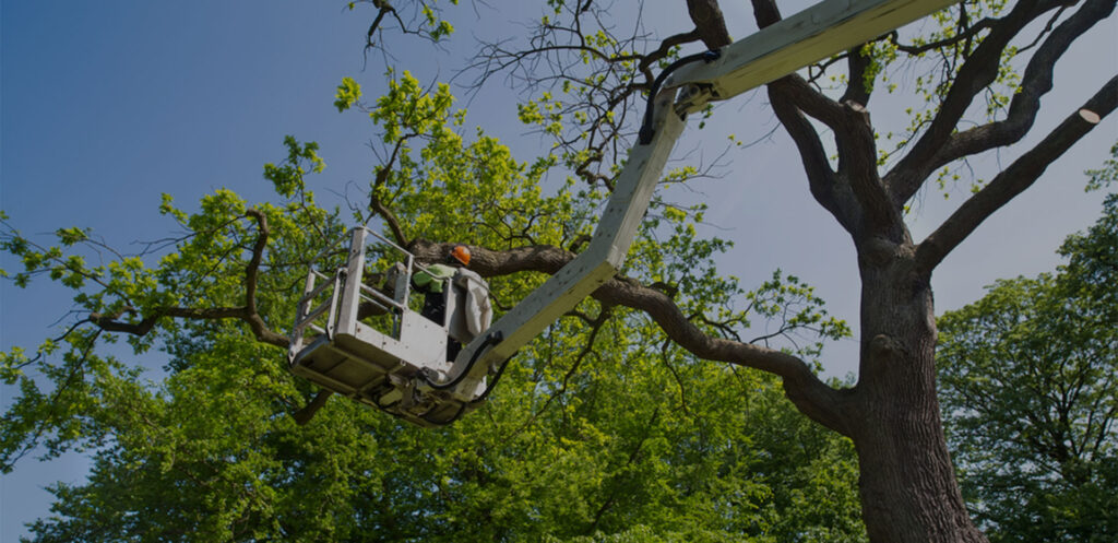 Tree Maintenance Gold Coast | Tree Menders Tree Care