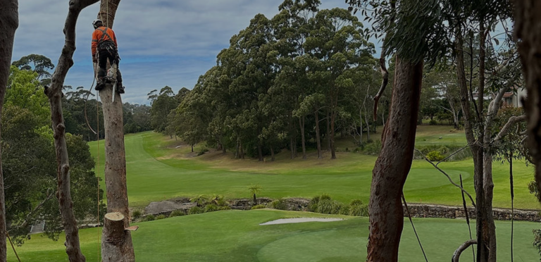 Tree Menders Tree Care | Large Tree Removals Gold Coast & Hinterland
