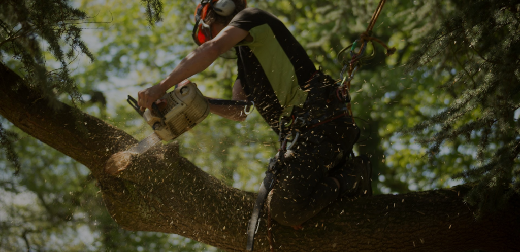 Tree Extraction Tree Removal Canungra | Tree Menders Tree Care